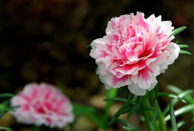 hoa cẩm chướng màu hồng