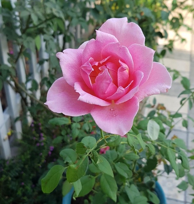 hoa màu hồng phấn