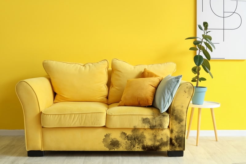 dấu hiệu ghế bị nấm mốc