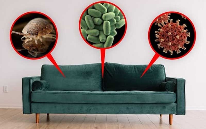 sofa mốc thu hút nhiều côn trùng
