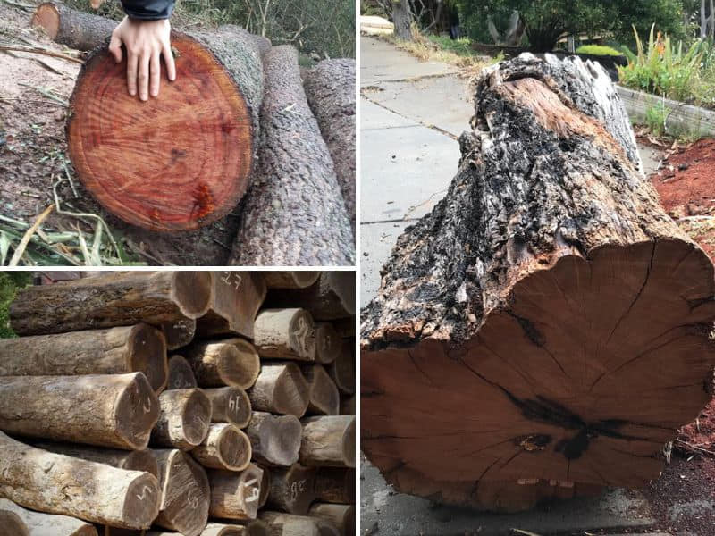 các loại gỗ cứng hơn thép