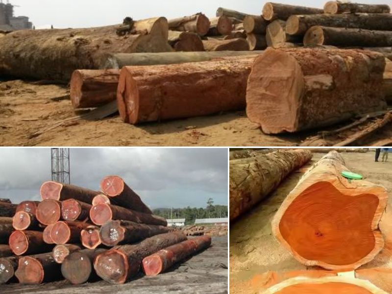 cách nhận biết gỗ