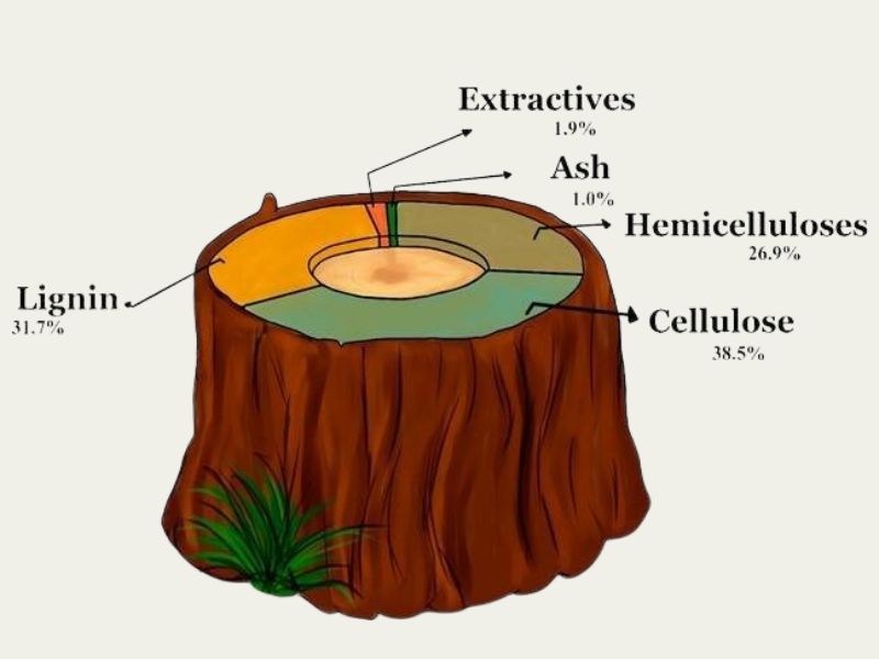 cấu tạo của gỗ