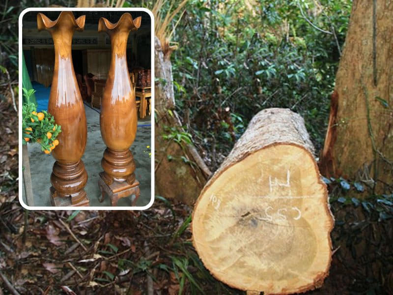 cây gỗ dầu gió