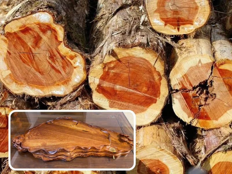 cây gỗ tuyết tùng