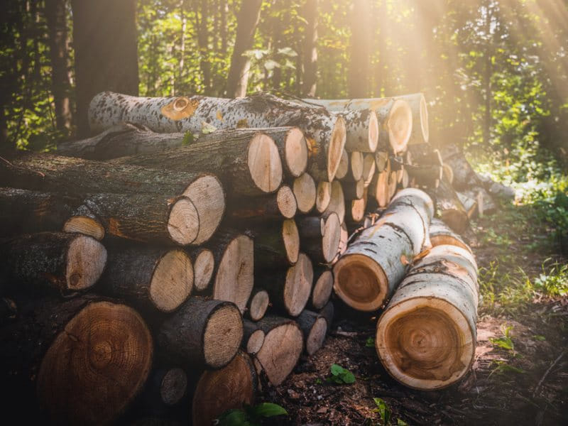 gỗ an toàn cho sức khỏe