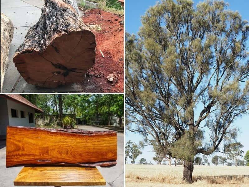 gỗ australian buloke