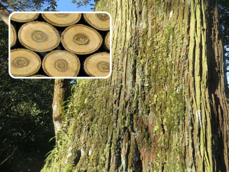 gỗ bách xanh giá trị