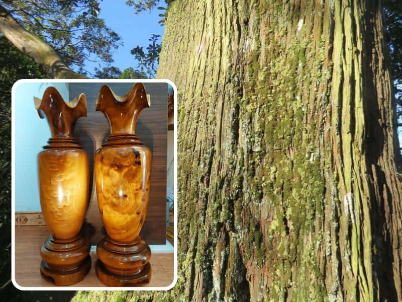 gỗ bách xanh