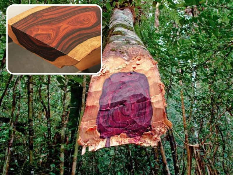 gỗ cẩm lai giá trị