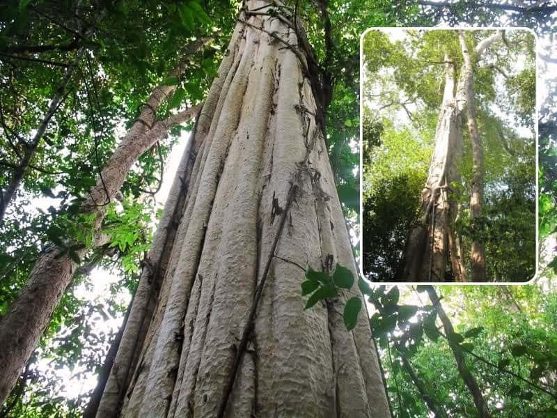 gõ đỏ việt nam