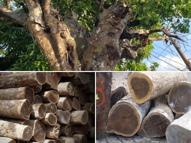 gỗ gidgee