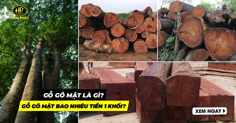 gỗ gõ mật