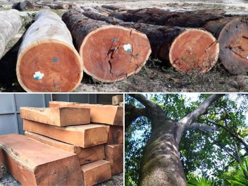 gỗ gõ thuộc nhóm mấy