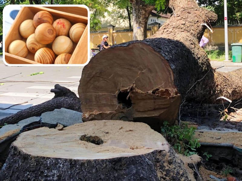 gỗ long não