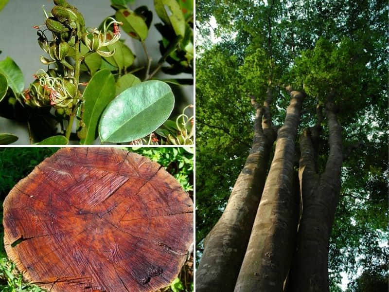 gỗ mật thuộc nhóm nào