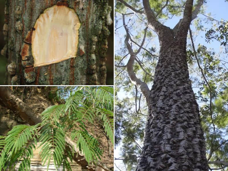 gỗ piptadenia macrocarpa