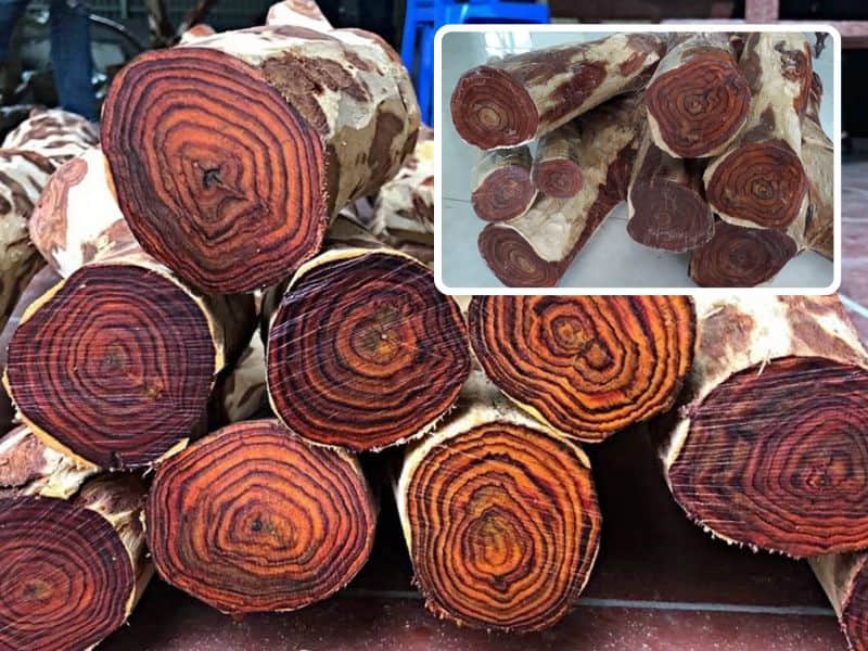 gỗ sưa