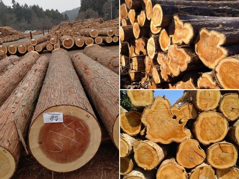 gỗ teak