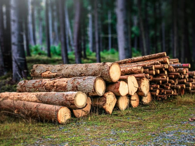 gỗ tự nhiên là gì