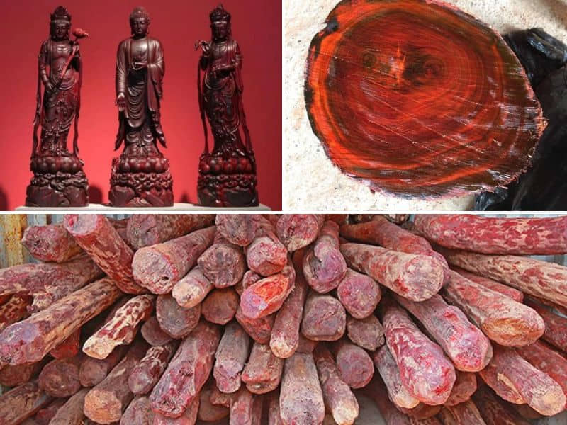 gỗ vương mộc tử đàn