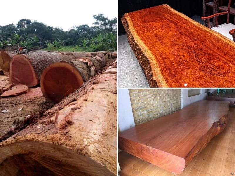 loại gỗ gõ đỏ lào