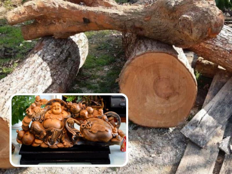 mùi thơm gỗ xá xị