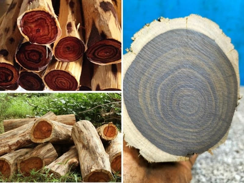 nhận biết gỗ quý