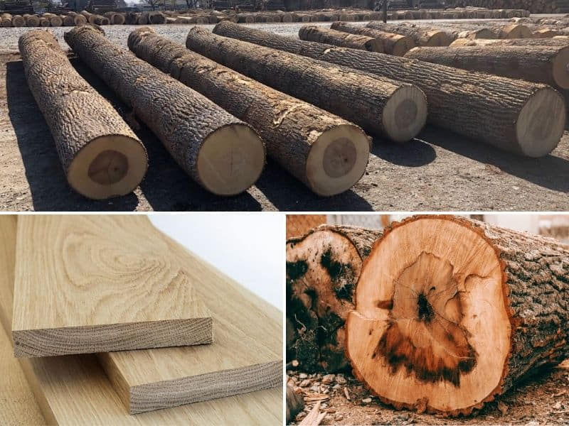 nhược điểm của cây gỗ sồi