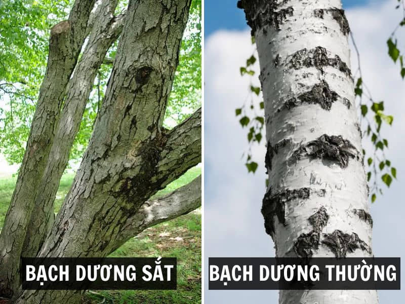 so sánh gỗ bạch dương sắt và bạch dương thường