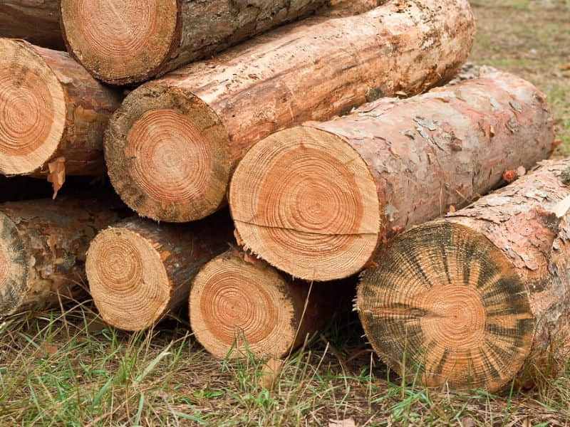 tính chất cảm quan của gỗ