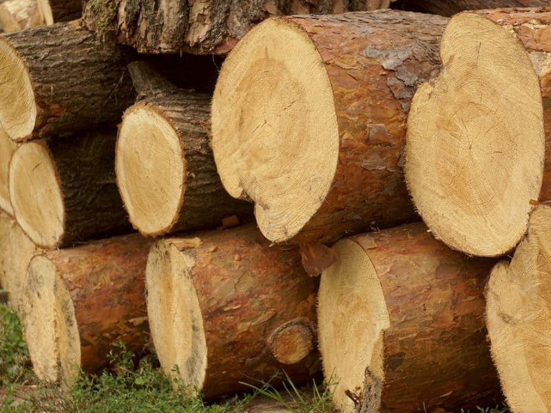 tính chất vật lý của gỗ