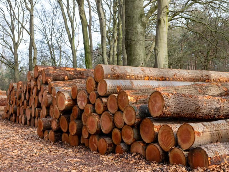 tính ứng dụng của gỗ