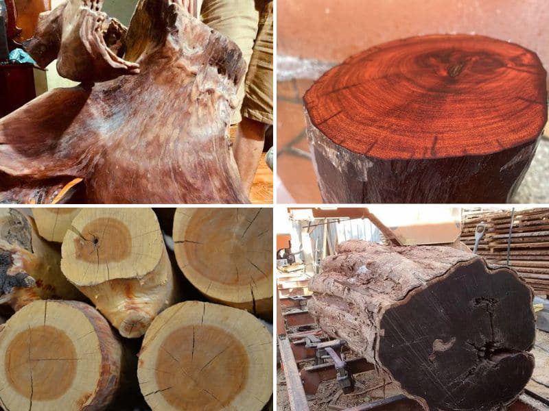 tứ đại vương mộc là gì
