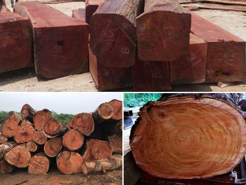 ưu điểm của gõ mật