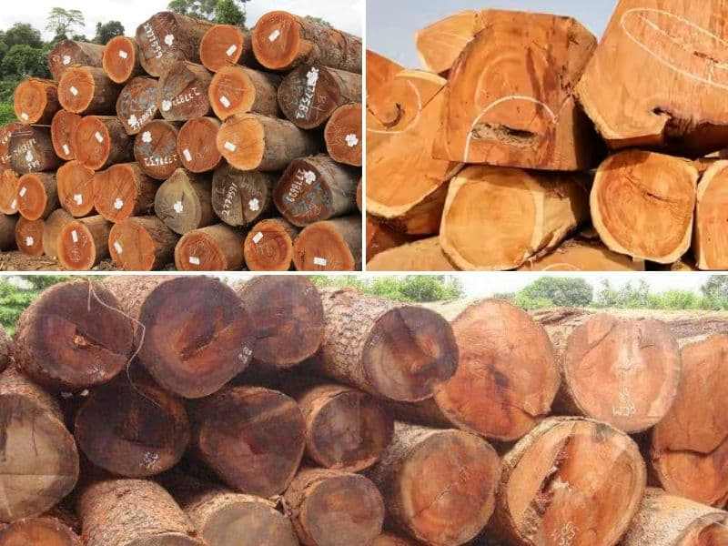 ưu nhược điểm của gỗ gõ đỏ